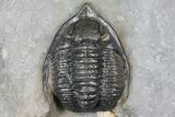 Diademaproetus Trilobite - Ofaten, Morocco #130531-2